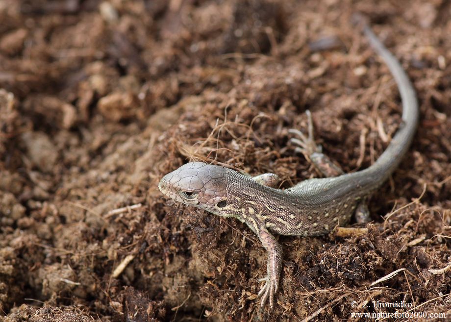 Sand Lizard, Lacerta agilis (Reptiles, Reptilia)
